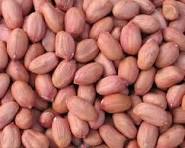 வேர்கடலை